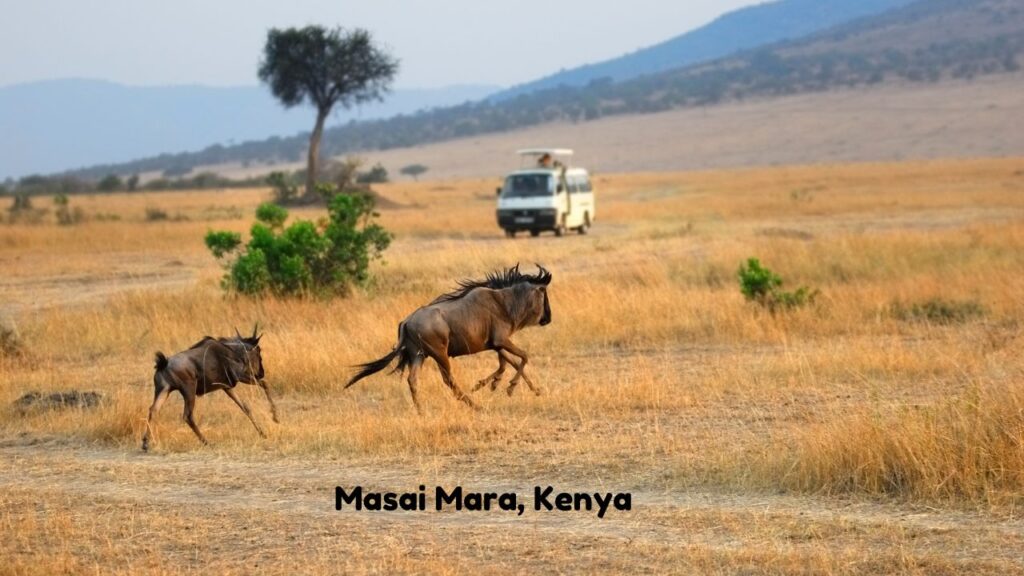 top-11-wildlife-tourist-spots-across-the-world