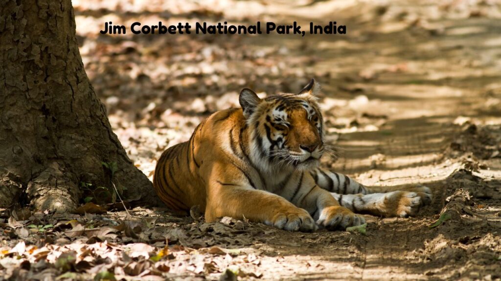 top-11-wildlife-tourist-spots-across-the-world