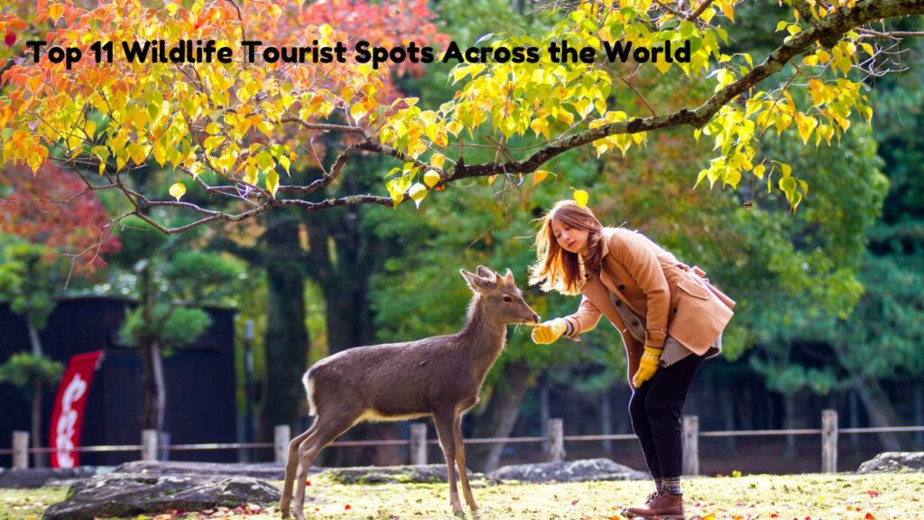 discover-the-top-11-wildlife-tourist-spots-across-the-world