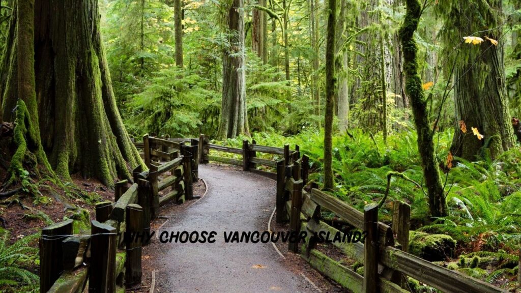 a-solo-walk-on-the-vancouver-island-trail