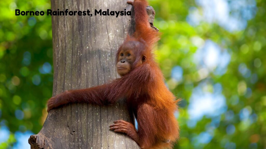 top-11-wildlife-tourist-spots-across-the-world