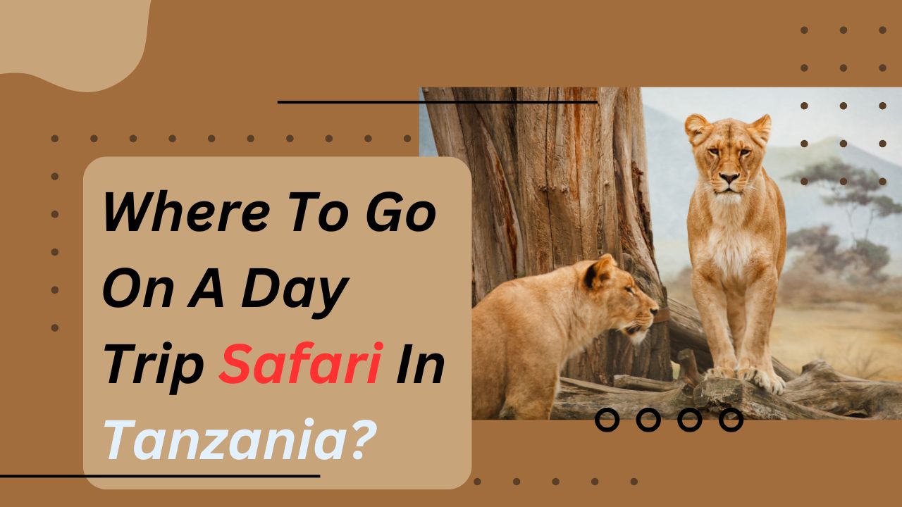 where-to-go-on-a-day-trip-safari-in-tanzania?