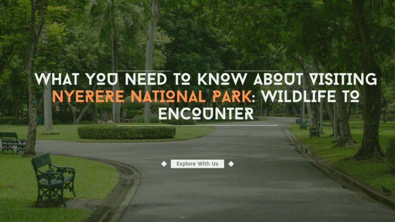 what-you-need-to-know-about-visiting-nyerere-national-park