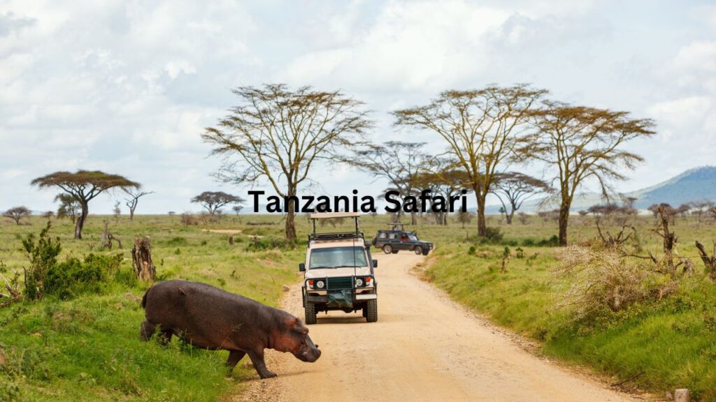 where-to-go-on-a-day-trip-safari-in-tanzania?