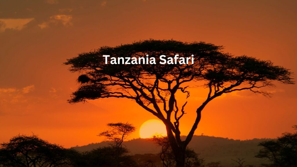 where-to-go-on-a-day-trip-safari-in-tanzania?