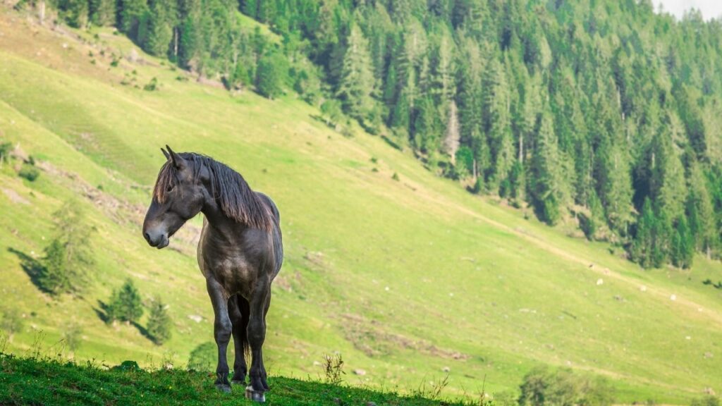 Alpine Horse Safaris