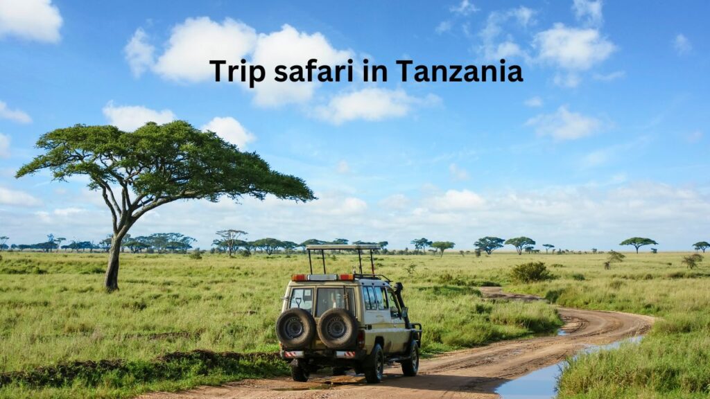 where-to-go-on-a-day-trip-safari-in-tanzania?