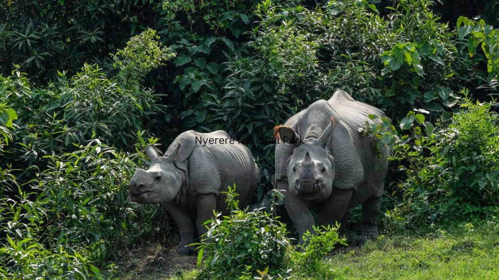 what-you-need-to-know-about-visiting-nyerere-national-park