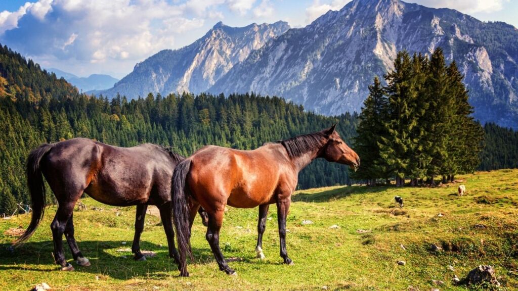 Alpine Horse Safaris