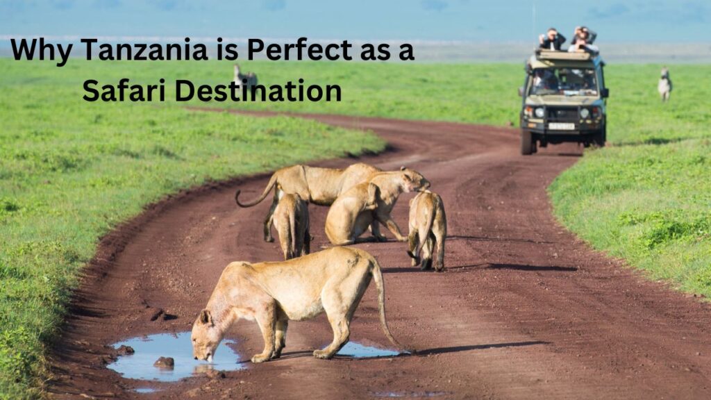 where-to-go-on-a-day-trip-safari-in-tanzania?