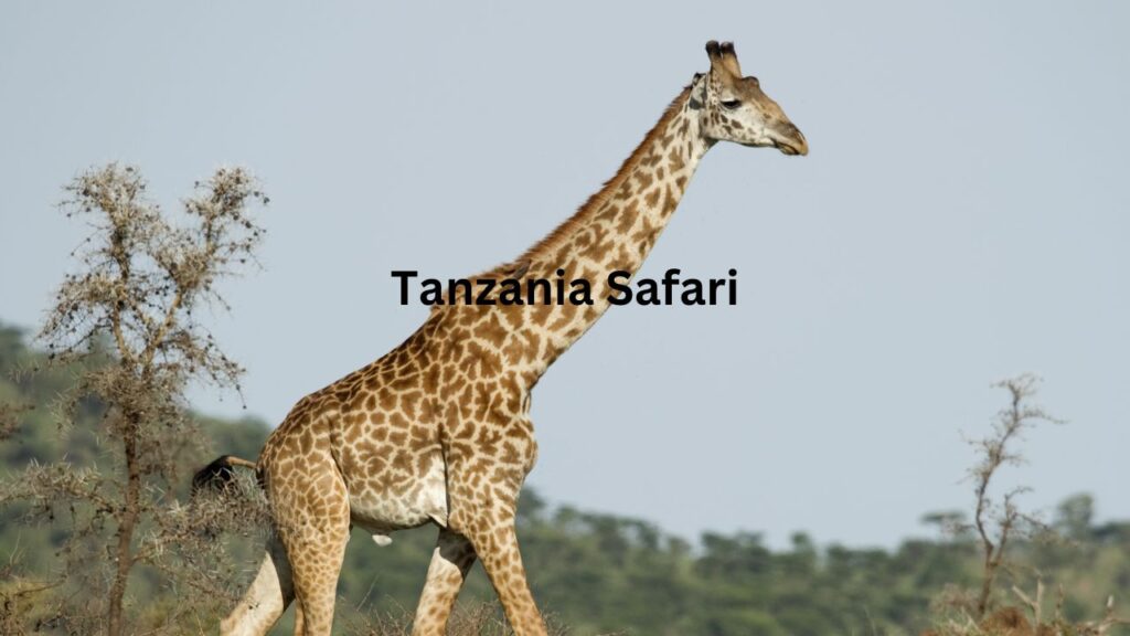 where-to-go-on-a-day-trip-safari-in-tanzania?