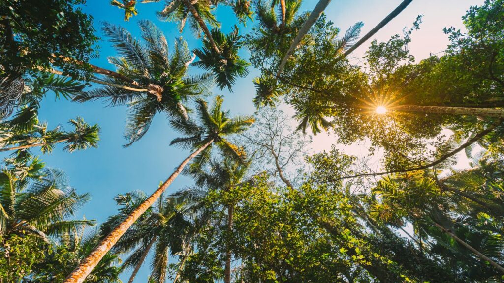 solo-trip-to-goa