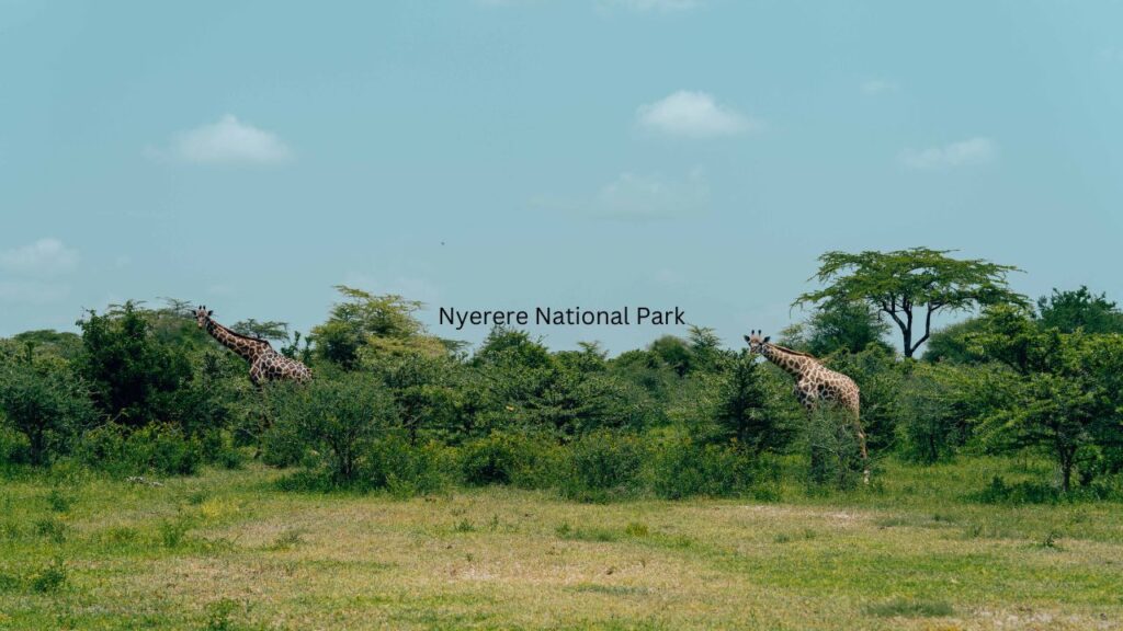 what-you-need-to-know-about-visiting-nyerere-national-park