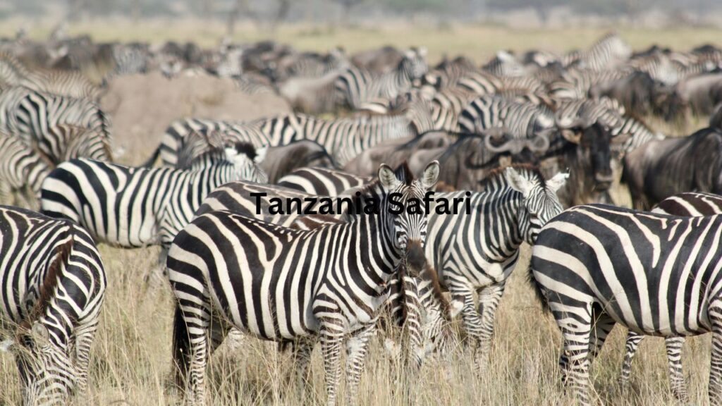 where-to-go-on-a-day-trip-safari-in-tanzania?