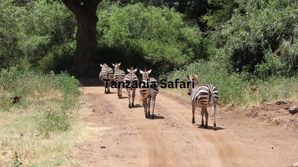 where-to-go-on-a-day-trip-safari-in-tanzania?