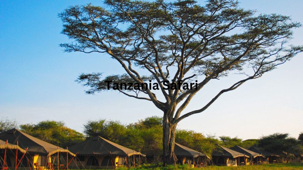 where-to-go-on-a-day-trip-safari-in-tanzania?