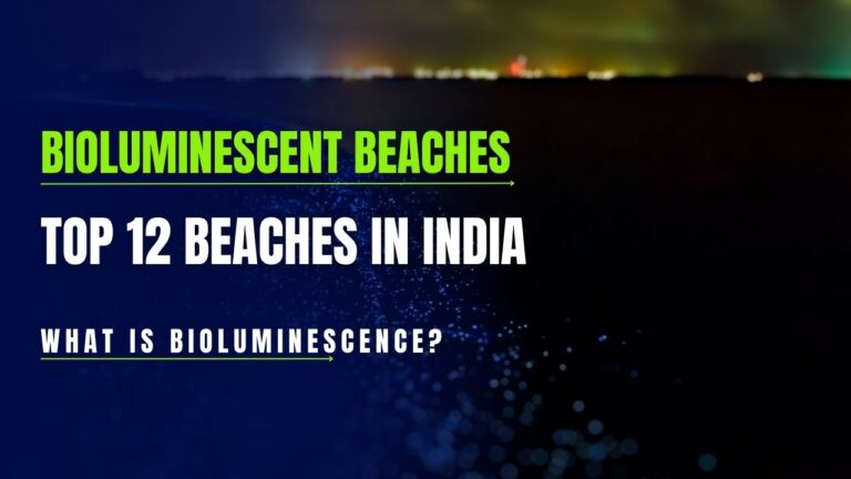 top-12-bioluminescent-beaches-in-india