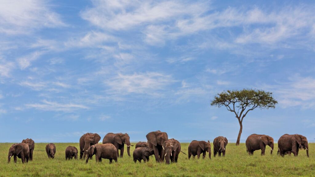 discover-the-16-best-wildlife-photography-destinations-around-the-globe