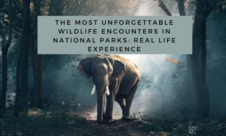 the-most-unforgettable-wildlife-encounters-in-national-parks