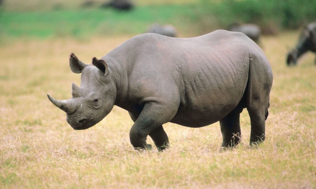 the-most-unforgettable-wildlife-encounters-in-national-parks