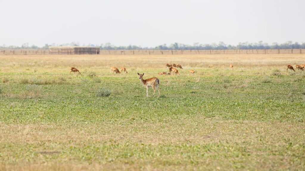 top-11-must-visit-national-parks-in-northeast-india-this-winter