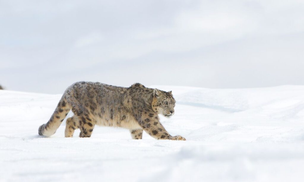 the-most-unforgettable-wildlife-encounters-in-national-parks
