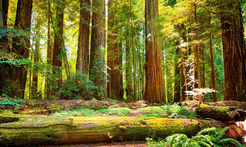 the-most-unforgettable-wildlife-encounters-in-national-parks