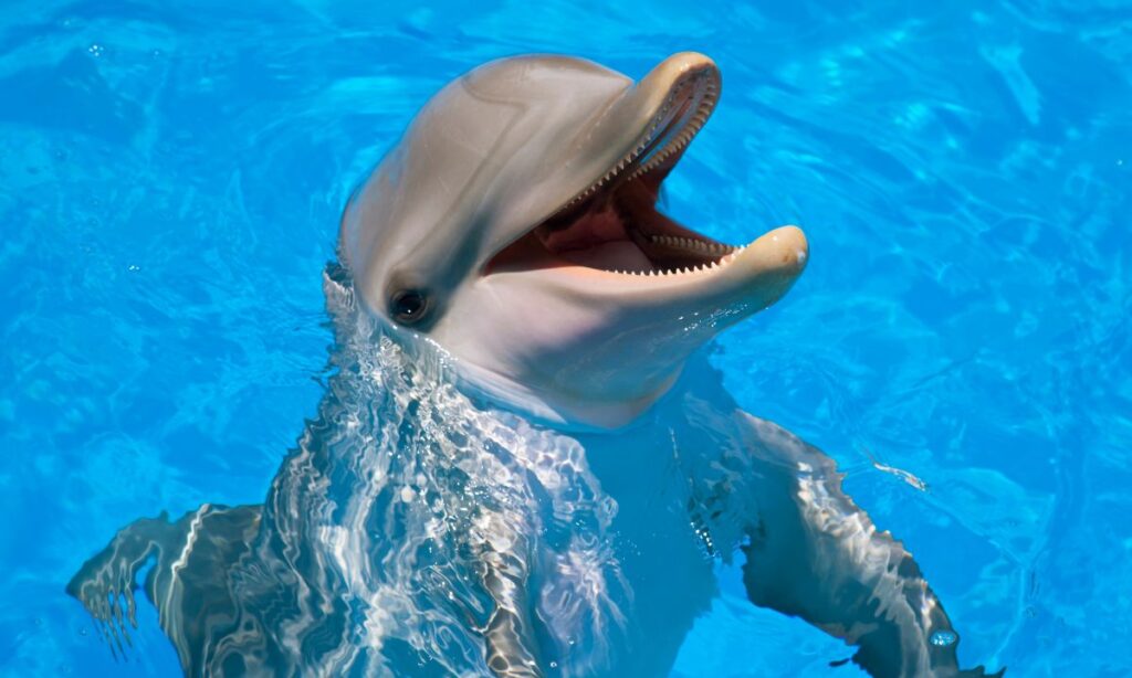 the-most-unforgettable-wildlife-encounters-in-national-parks