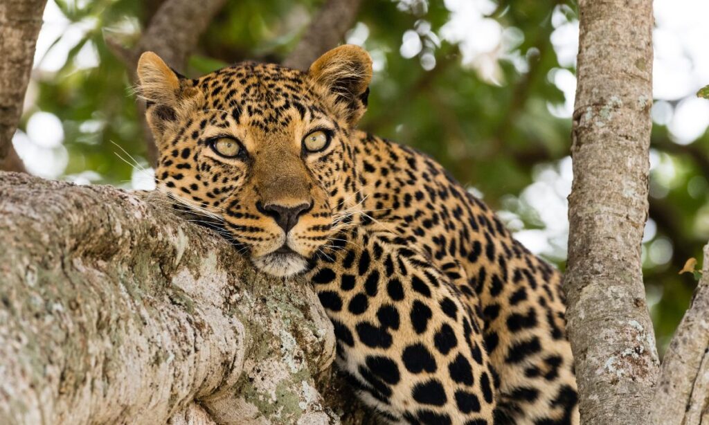 the-most-unforgettable-wildlife-encounters-in-national-parks