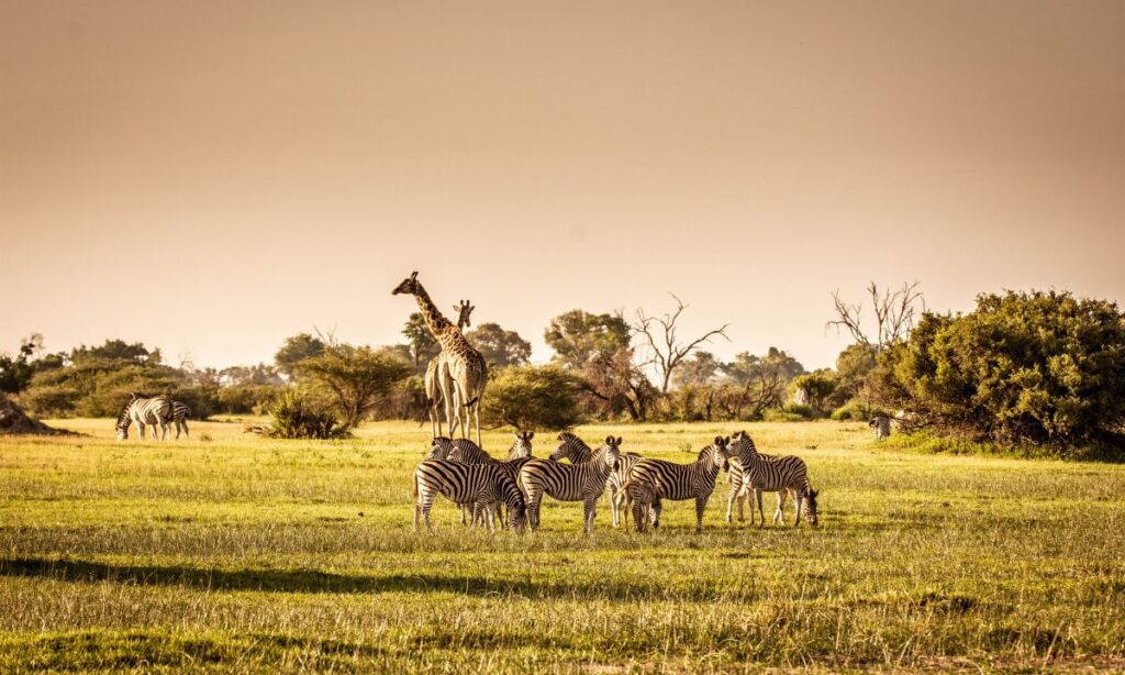 the-most-unforgettable-wildlife-encounters-in-national-parks