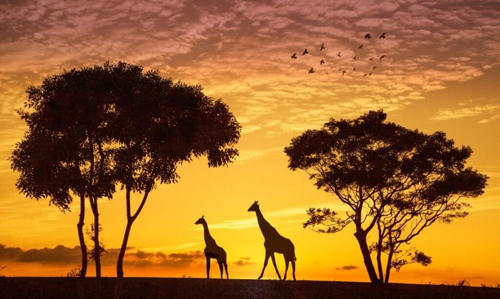 the-most-unforgettable-wildlife-encounters-in-national-parks