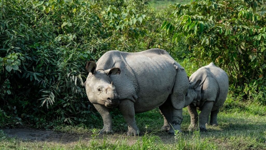 top-11-must-visit-national-parks-in-northeast-india-this-winter