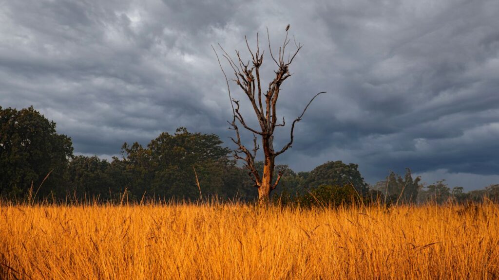 15-best-jungle-safari-destinations-in-south-india