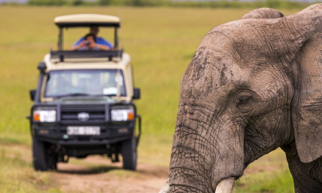 the-most-unforgettable-wildlife-encounters-in-national-parks