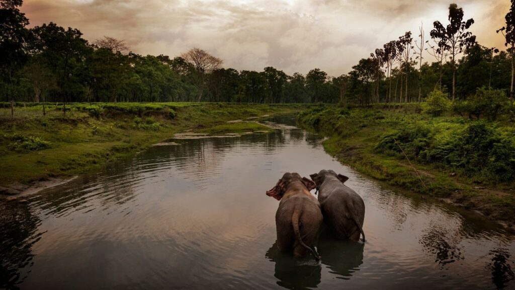 top-11-must-visit-national-parks-in-northeast-india-this-winter