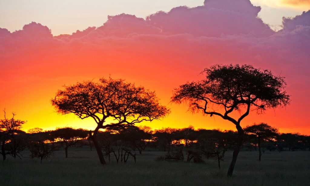 the-most-unforgettable-wildlife-encounters-in-national-parks