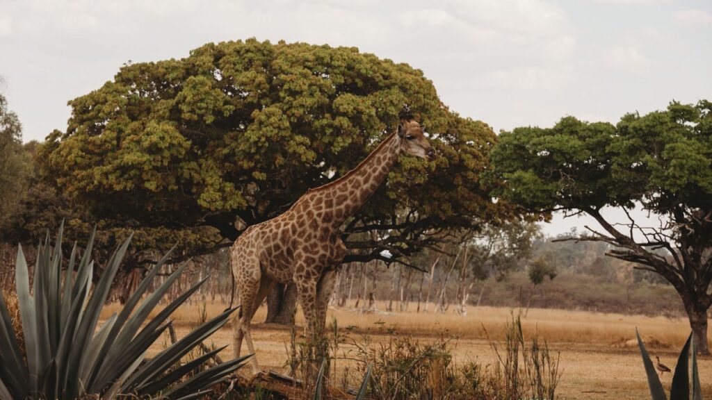 15-best-jungle-safari-destinations-in-south-india