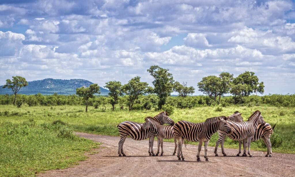 the-most-unforgettable-wildlife-encounters-in-national-parks