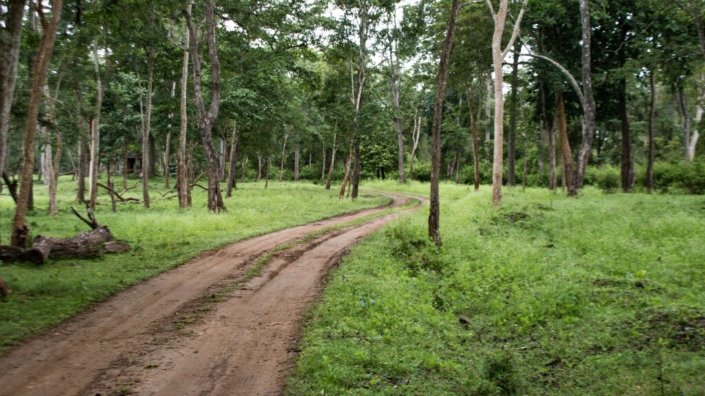 15-best-jungle-safari-destinations-in-south-india