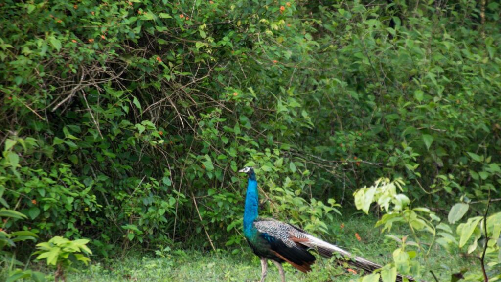 15-best-jungle-safari-destinations-in-south-india