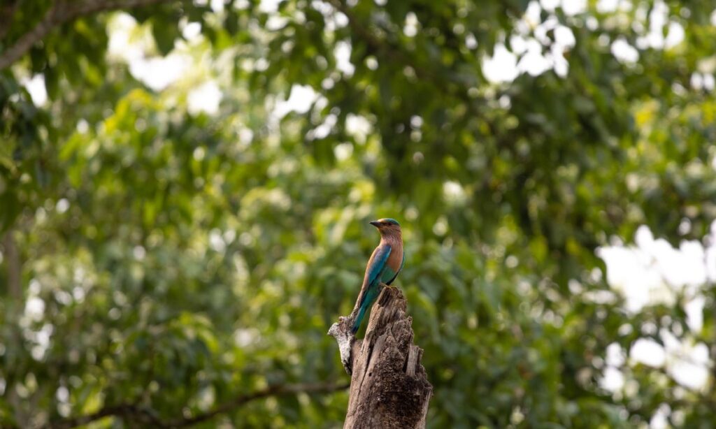 the-most-unforgettable-wildlife-encounters-in-national-parks