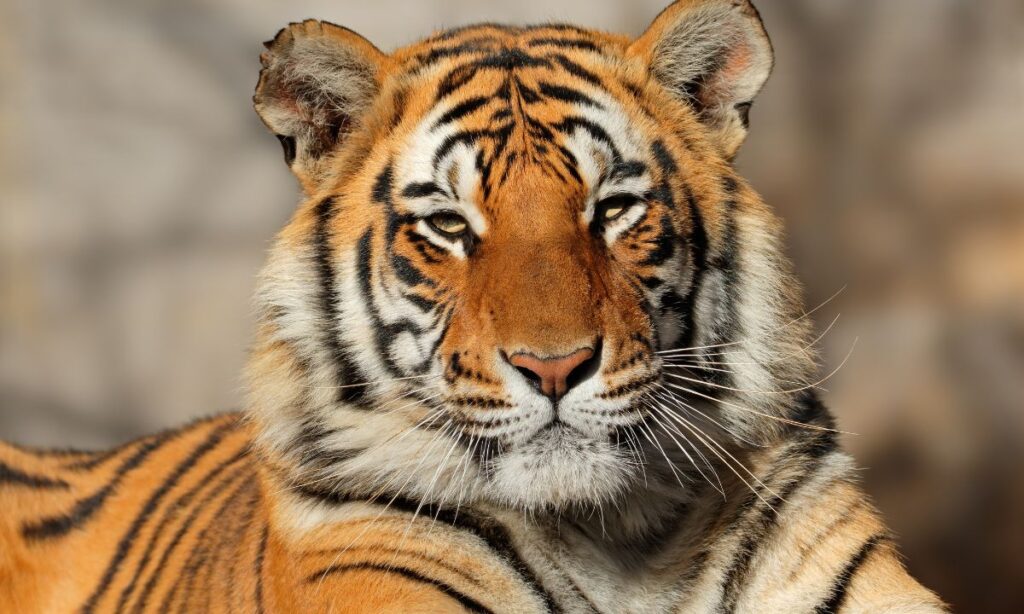 the-most-unforgettable-wildlife-encounters-in-national-parks